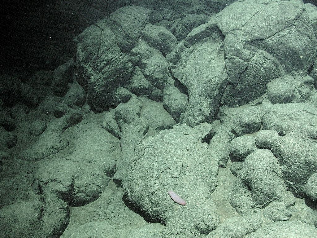 Pillow lava mound on the Juan de Fuca Ridge. A sea cucumber is on lava that spilled out of one broken pillow. Michael Perfit and the Monterey Bay Aquarium Institute